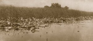 Ninfee, Vita e Paesaggio sui Broads del Norfolk, 1886 da Peter Emerson und Thomas Goodall